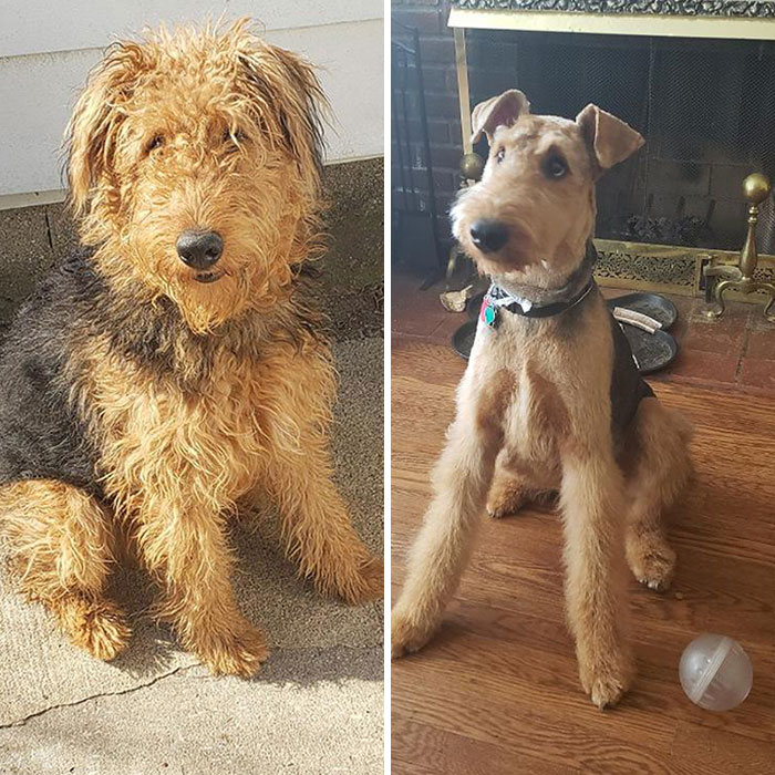 before and after dog grooming