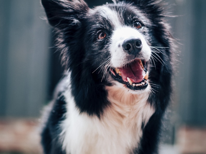 cute border collie tilted head