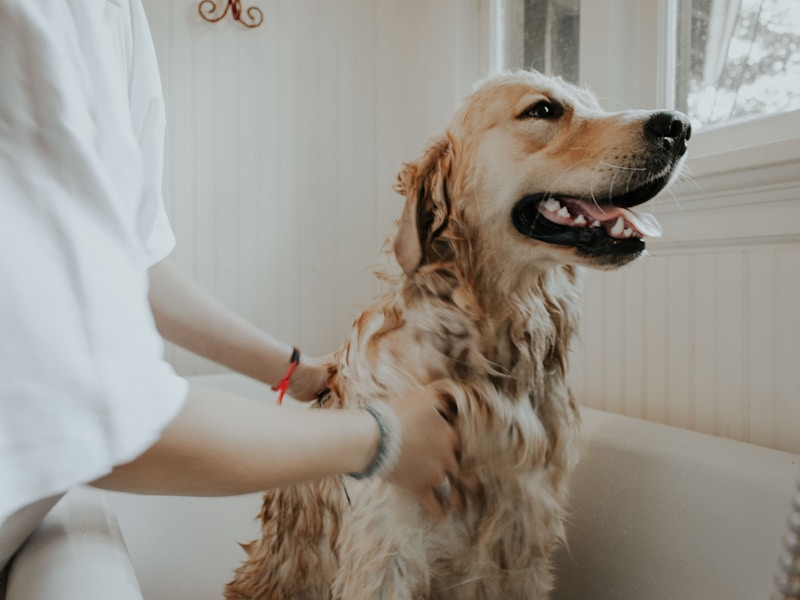 a labrador getting a bath