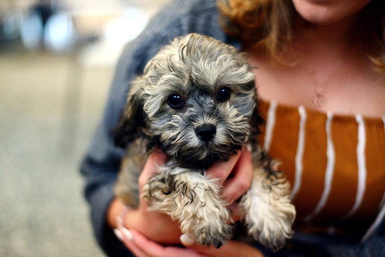 cute small puppy in arms of owner